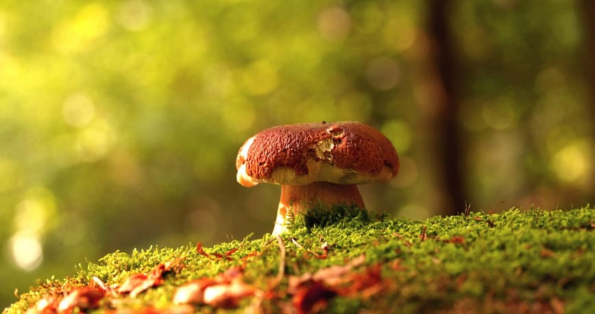 Analyse Mushrooms by Sylvia Plath