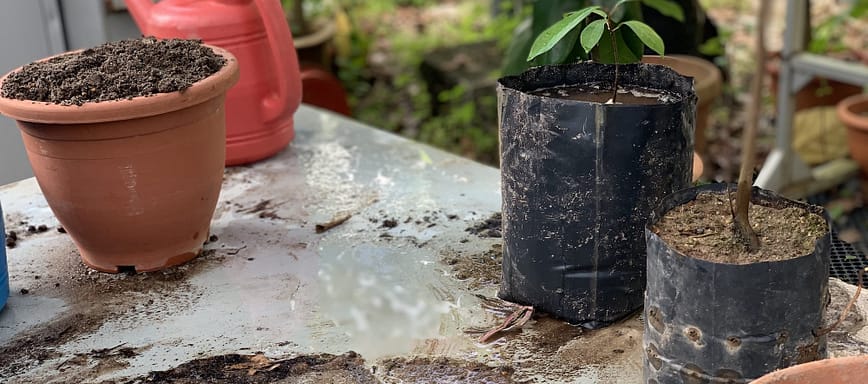 Feb 7 Rainforest Restoration Project